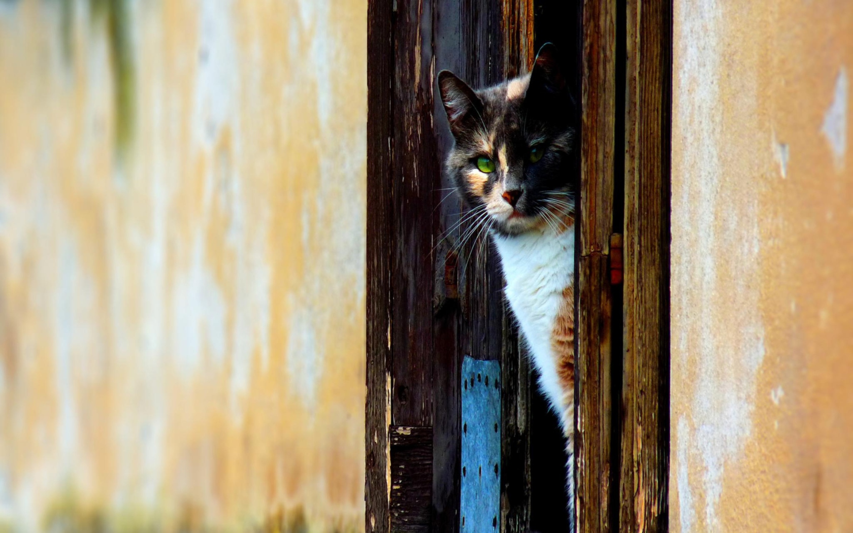 Cat Looking From Door screenshot #1 1680x1050