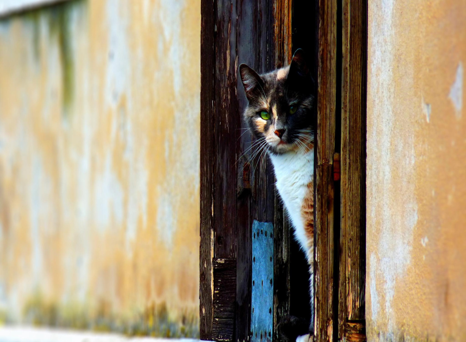 Обои Cat Looking From Door 1920x1408