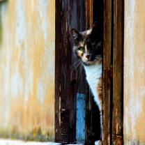 Das Cat Looking From Door Wallpaper 208x208