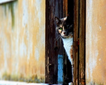 Cat Looking From Door wallpaper 220x176
