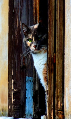 Sfondi Cat Looking From Door 240x400