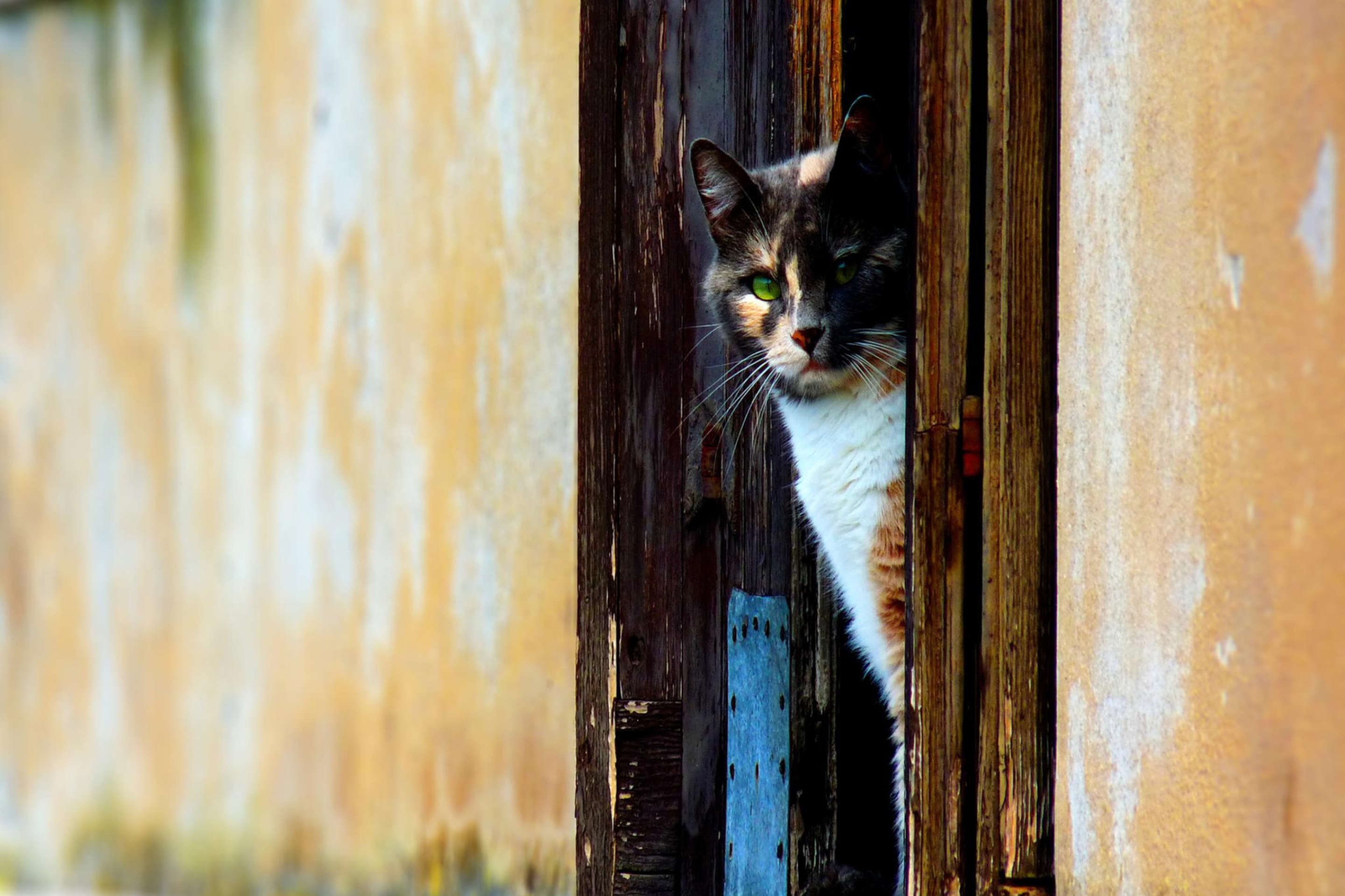 Cat Looking From Door wallpaper 2880x1920