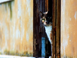 Cat Looking From Door wallpaper 320x240