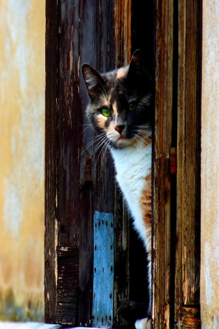 Cat Looking From Door wallpaper 320x480