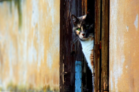 Fondo de pantalla Cat Looking From Door 480x320