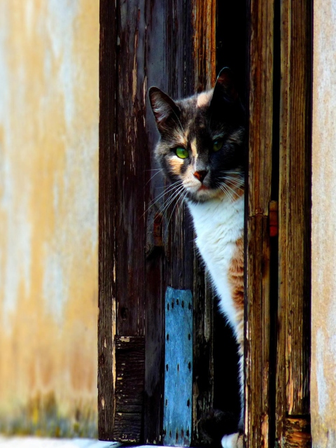 Das Cat Looking From Door Wallpaper 480x640