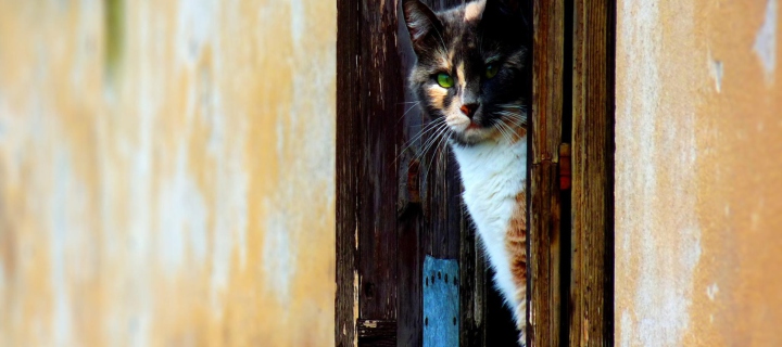 Sfondi Cat Looking From Door 720x320