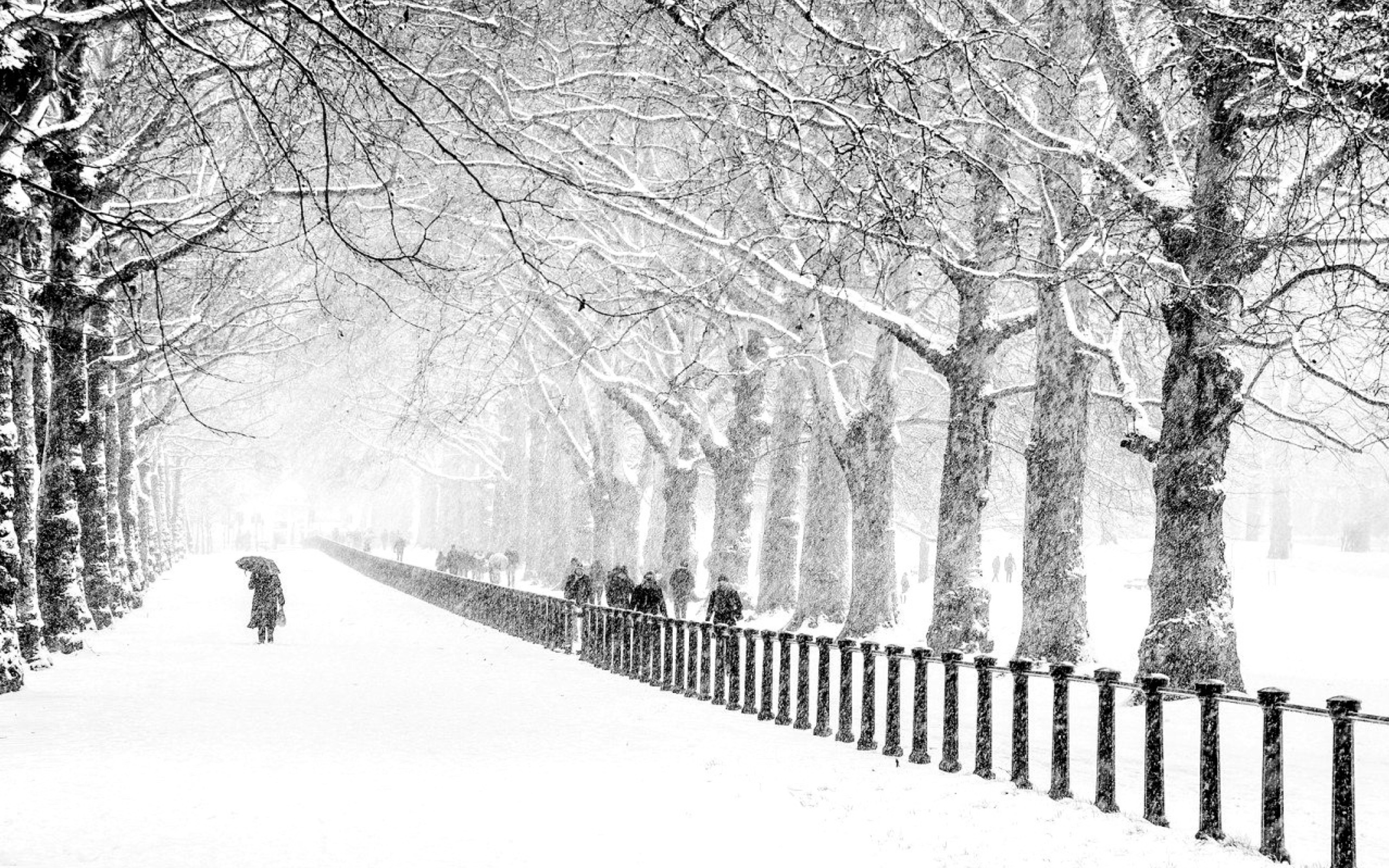 Winter Walk wallpaper 2560x1600