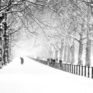 Winter Walk - Obrázkek zdarma pro 208x208