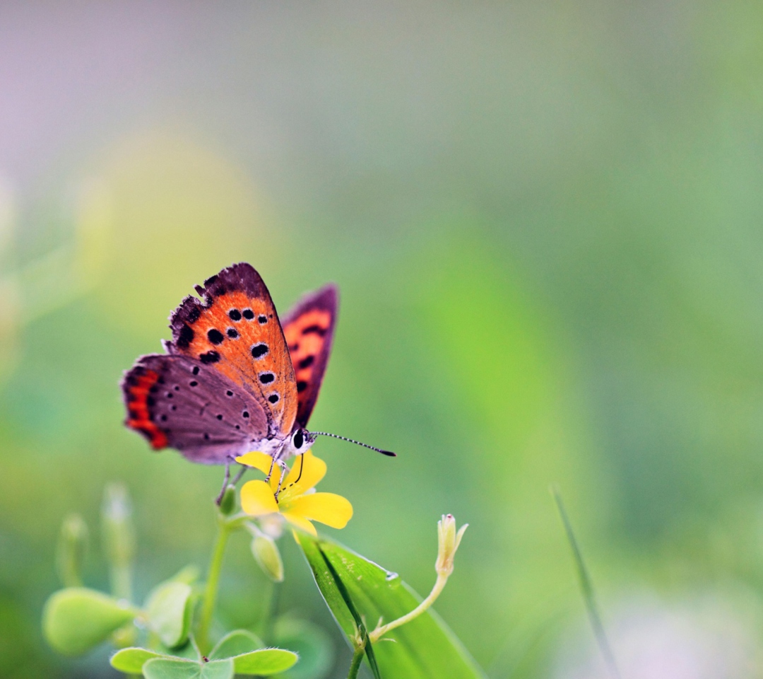 Обои Butterfly And Flower 1080x960