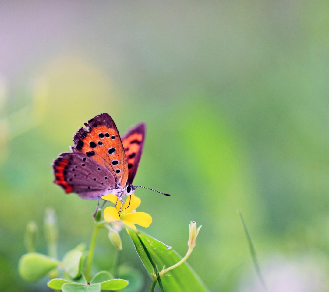 Butterfly And Flower wallpaper 1080x960