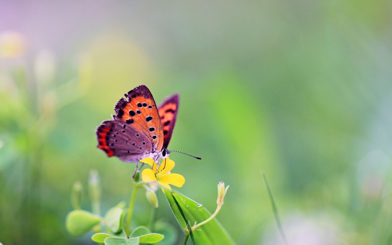 Butterfly And Flower wallpaper 1280x800