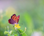 Fondo de pantalla Butterfly And Flower 176x144