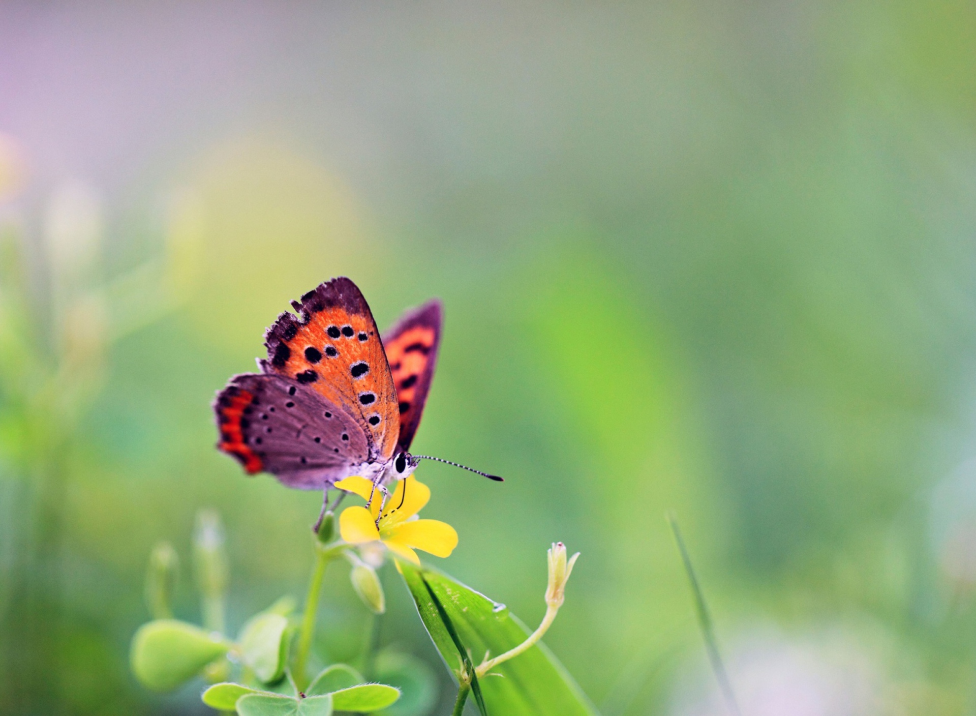 Обои Butterfly And Flower 1920x1408