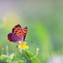 Butterfly And Flower screenshot #1 208x208