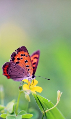 Sfondi Butterfly And Flower 240x400