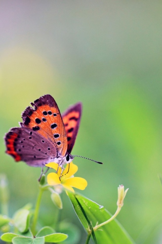 Butterfly And Flower wallpaper 320x480