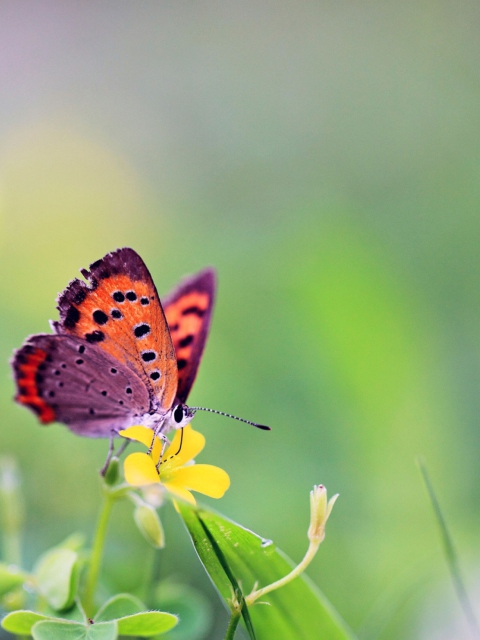 Обои Butterfly And Flower 480x640