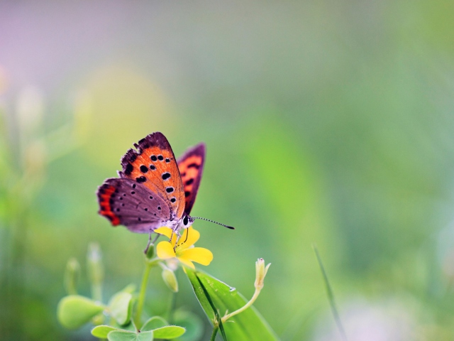 Fondo de pantalla Butterfly And Flower 640x480