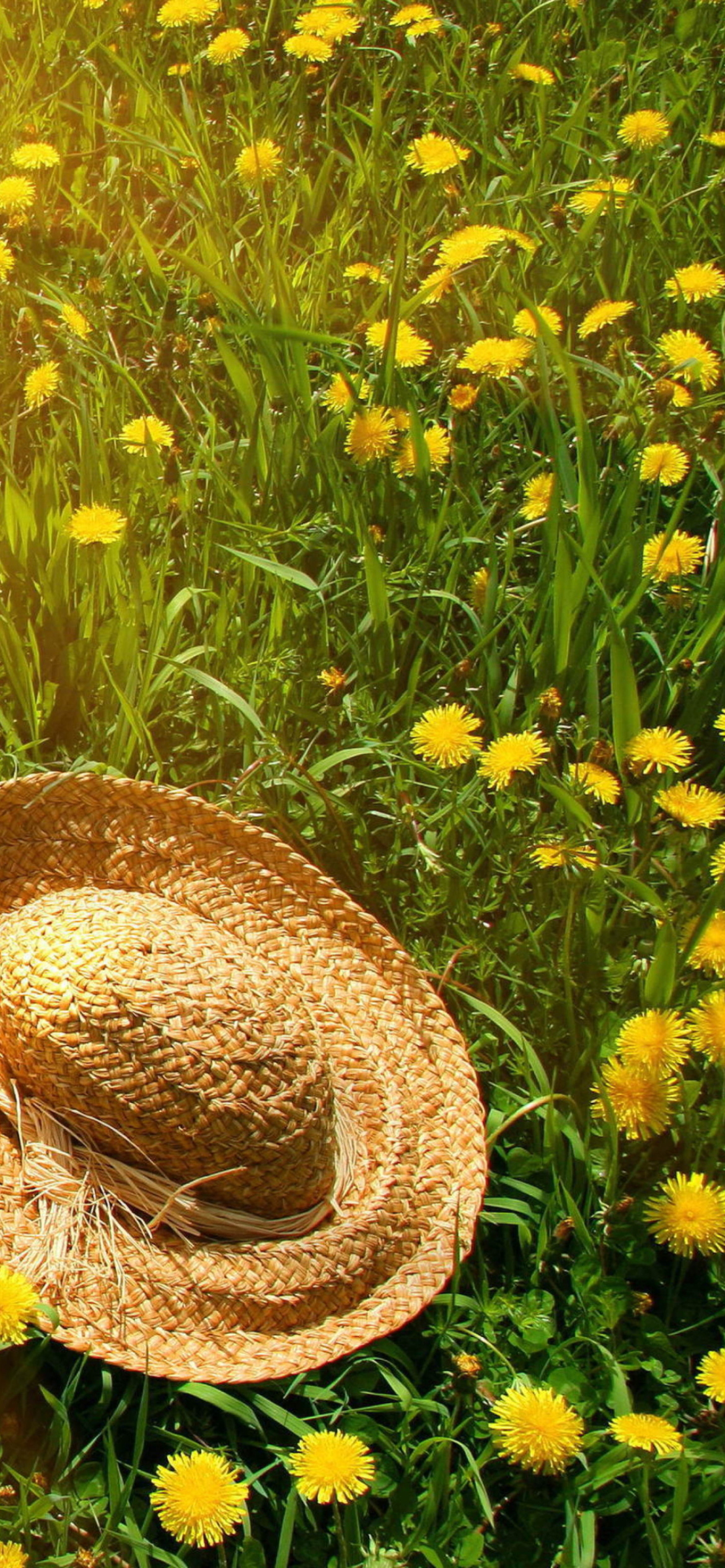 Hat On Green Grass And Yellow Dandelions wallpaper 1170x2532