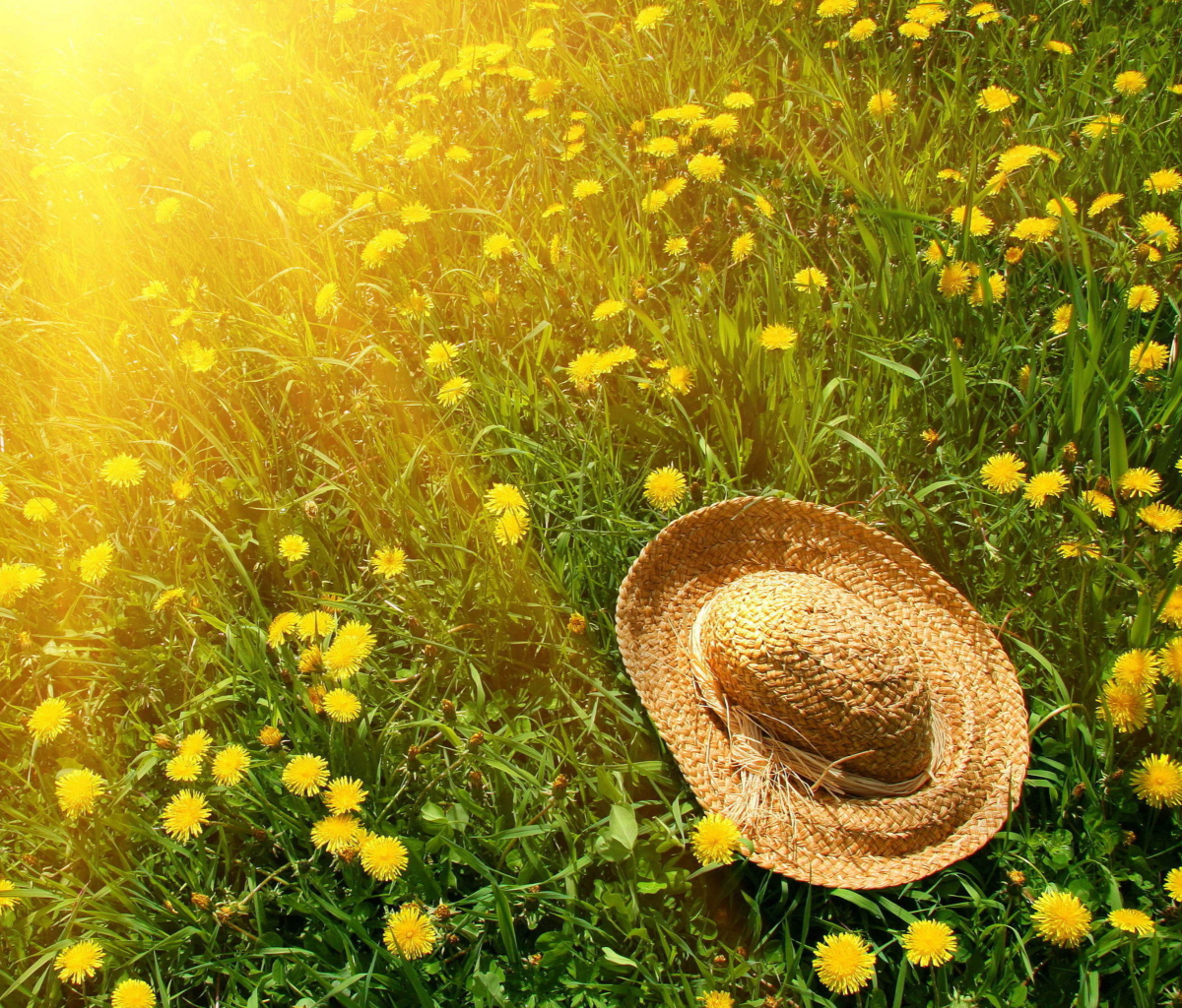 Fondo de pantalla Hat On Green Grass And Yellow Dandelions 1200x1024