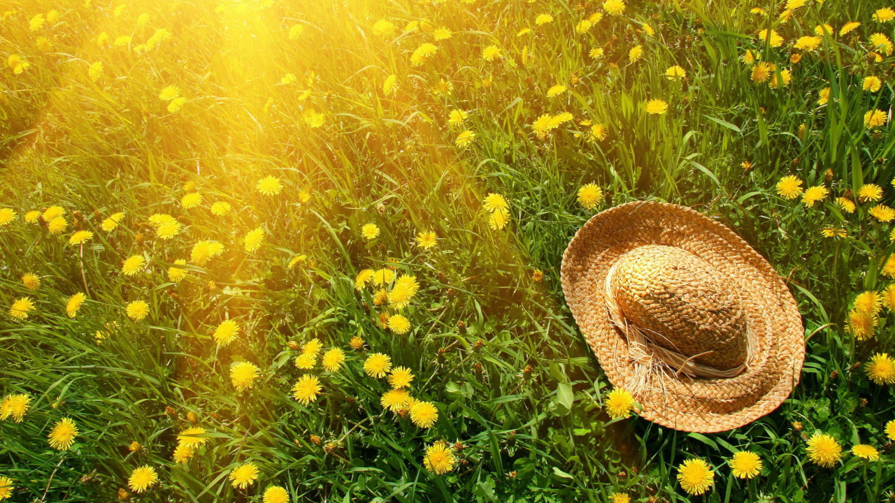 Обои Hat On Green Grass And Yellow Dandelions 1280x720
