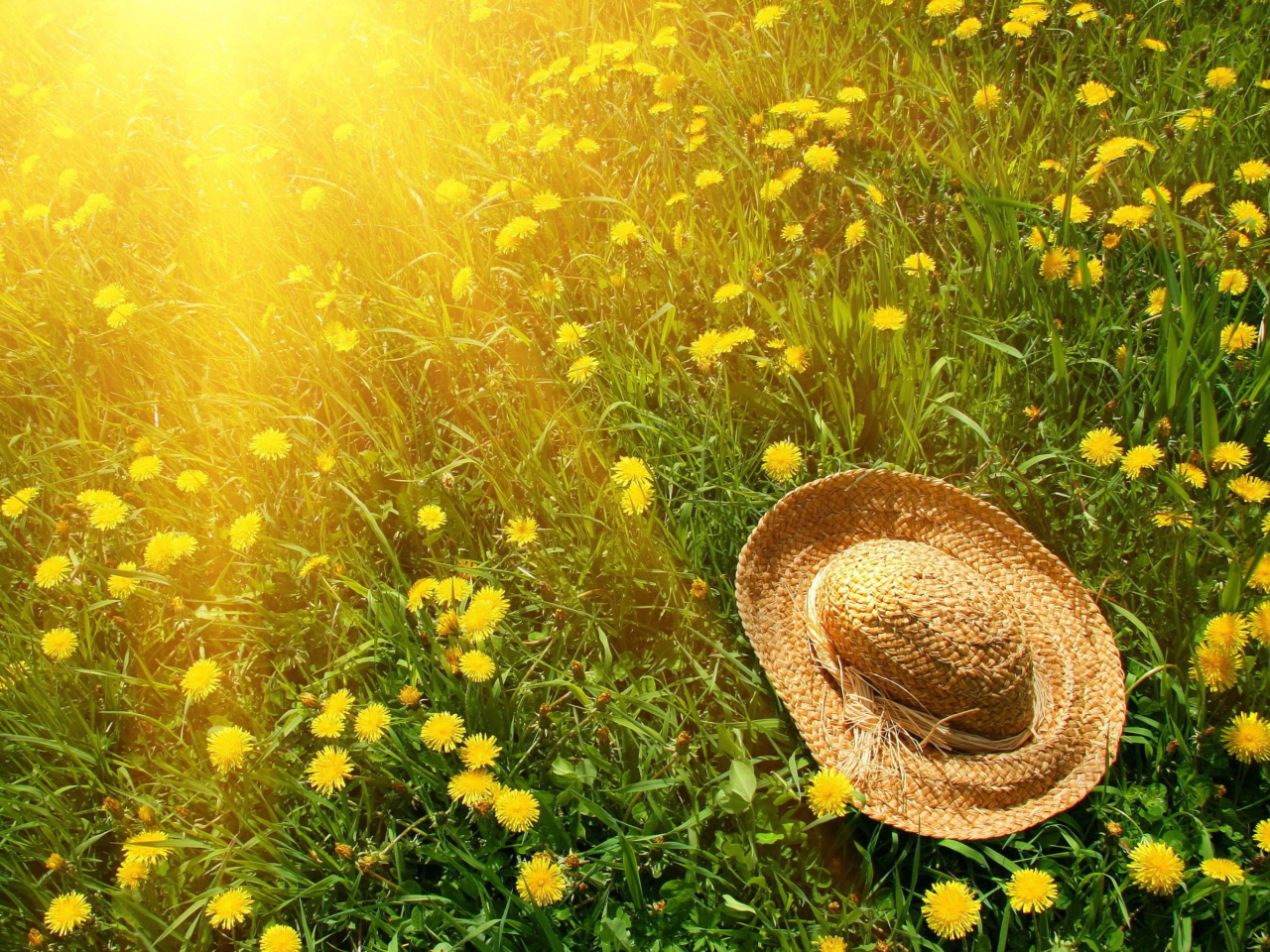Обои Hat On Green Grass And Yellow Dandelions 1280x960