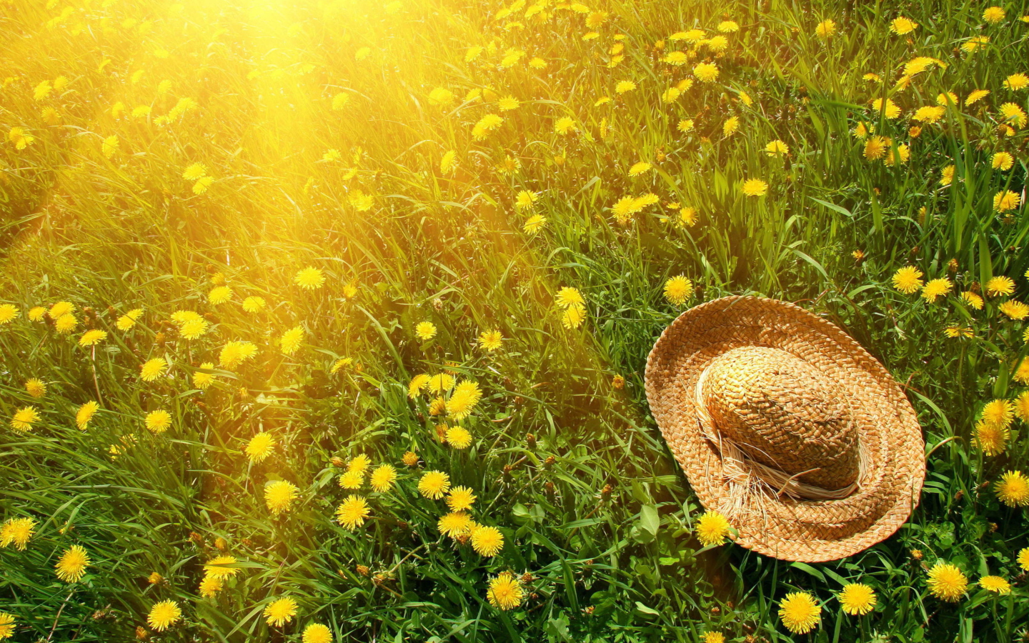 Screenshot №1 pro téma Hat On Green Grass And Yellow Dandelions 1440x900
