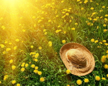 Hat On Green Grass And Yellow Dandelions wallpaper 220x176