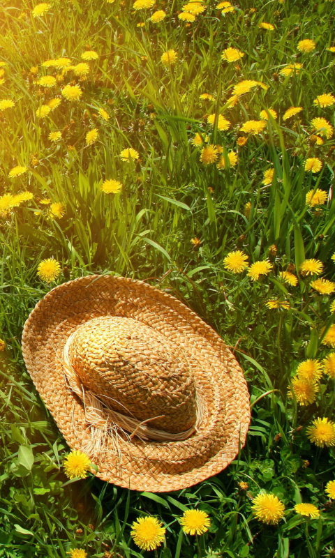 Hat On Green Grass And Yellow Dandelions wallpaper 480x800