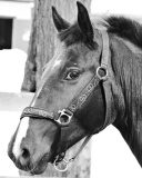 Sfondi Thoroughbred Breed of Horse 128x160