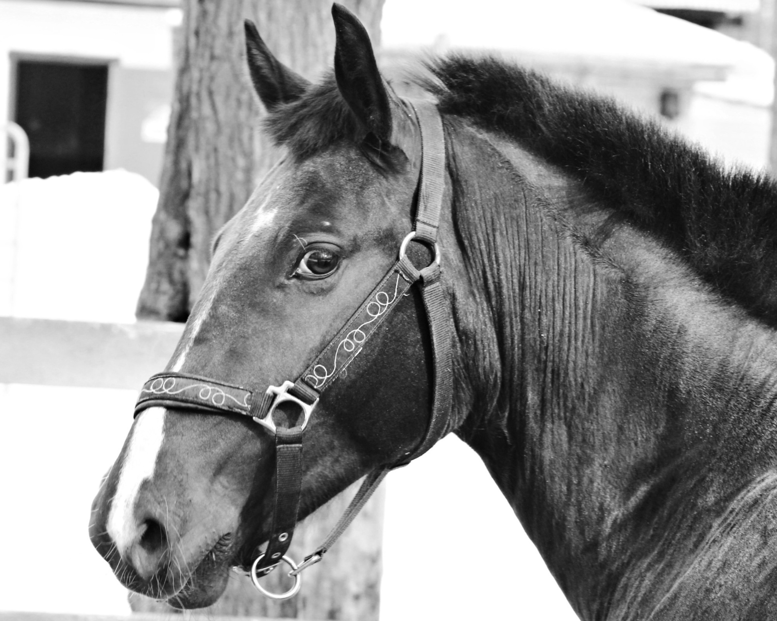 Sfondi Thoroughbred Breed of Horse 1600x1280