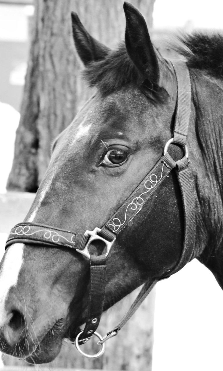 Thoroughbred Breed of Horse wallpaper 768x1280