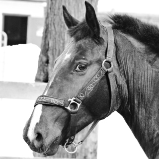 Thoroughbred Breed of Horse - Obrázkek zdarma pro 128x128