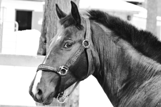 Thoroughbred Breed of Horse Picture for Android, iPhone and iPad