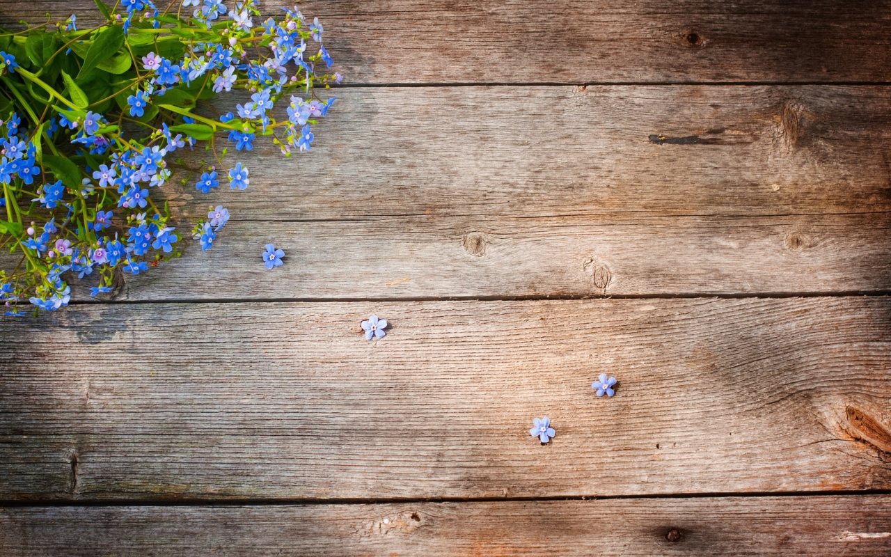 Blue Forget-Me-Not wallpaper 1280x800
