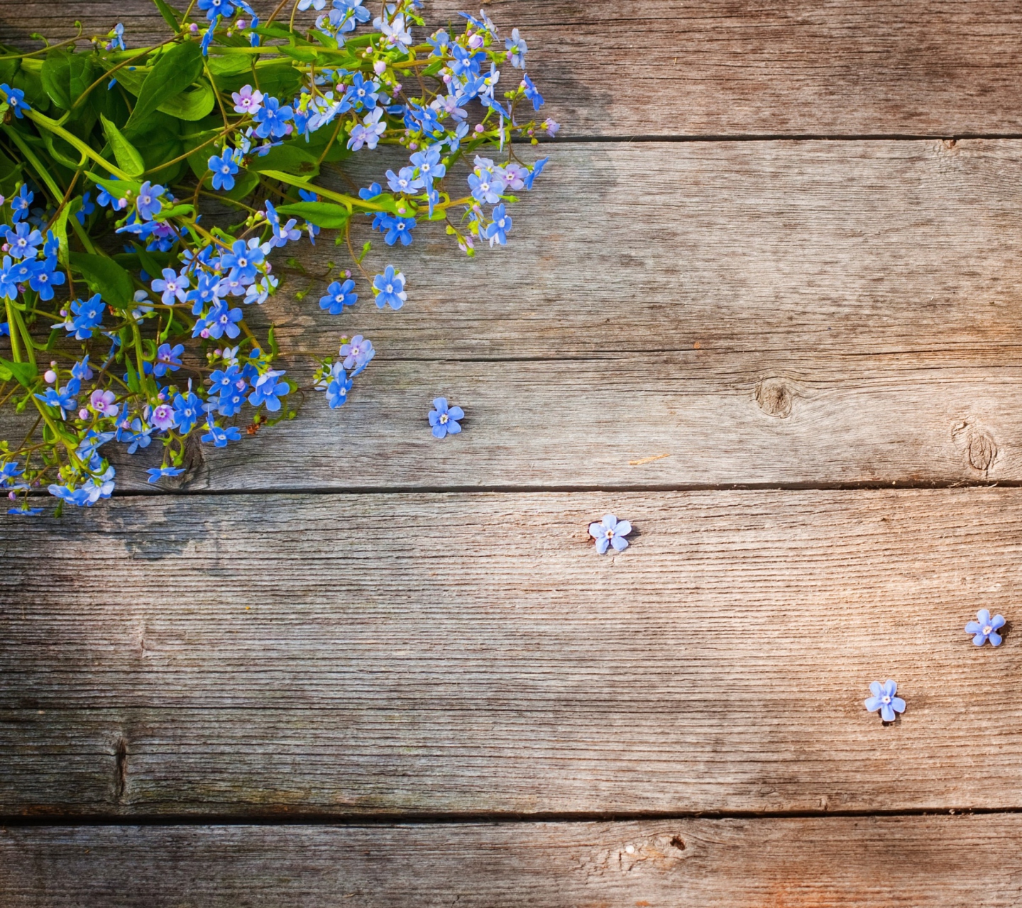 Blue Forget-Me-Not wallpaper 1440x1280