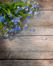 Blue Forget-Me-Not wallpaper 176x220