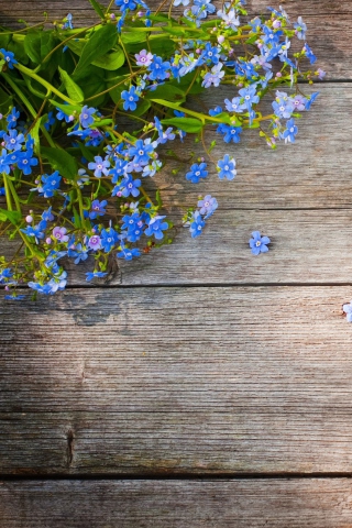 Blue Forget-Me-Not wallpaper 320x480