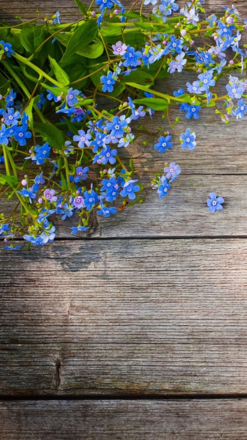 Blue Forget-Me-Not wallpaper 360x640