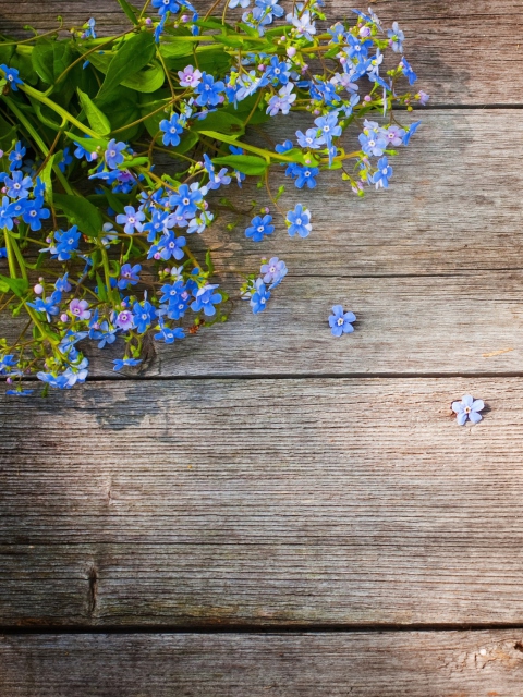 Blue Forget-Me-Not wallpaper 480x640