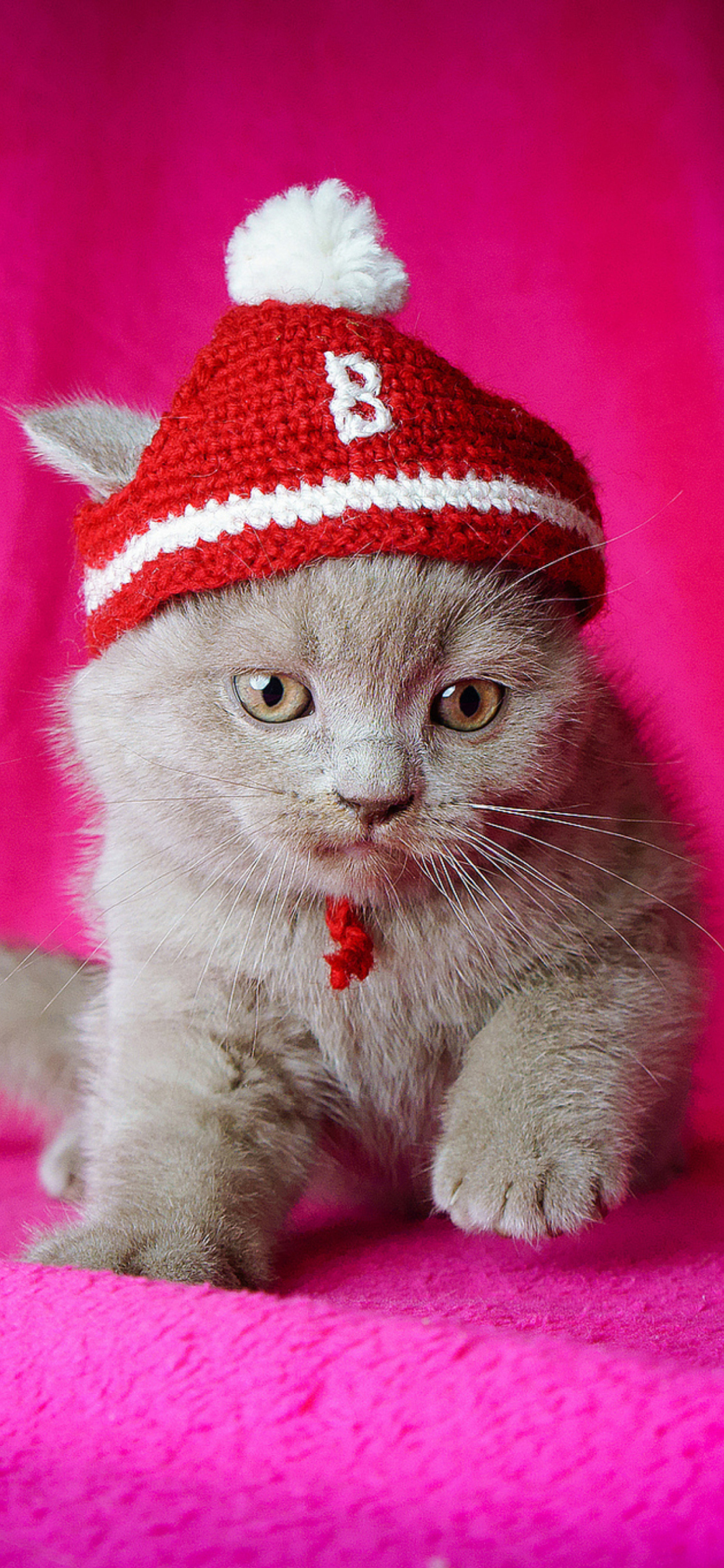 Screenshot №1 pro téma Cute Grey Kitten In Little Red Hat 1170x2532