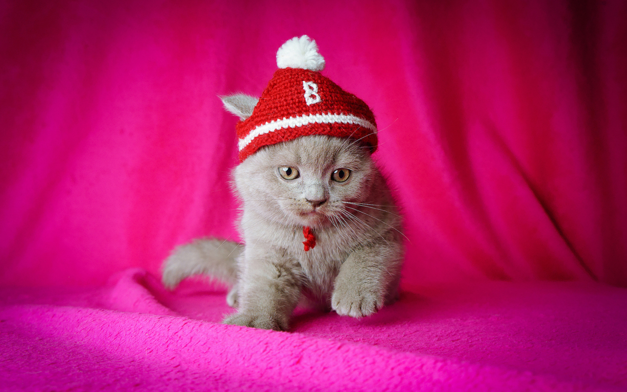 Screenshot №1 pro téma Cute Grey Kitten In Little Red Hat 1280x800