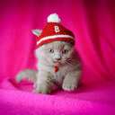 Fondo de pantalla Cute Grey Kitten In Little Red Hat 128x128