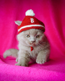 Das Cute Grey Kitten In Little Red Hat Wallpaper 128x160