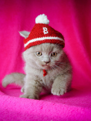 Cute Grey Kitten In Little Red Hat wallpaper 132x176