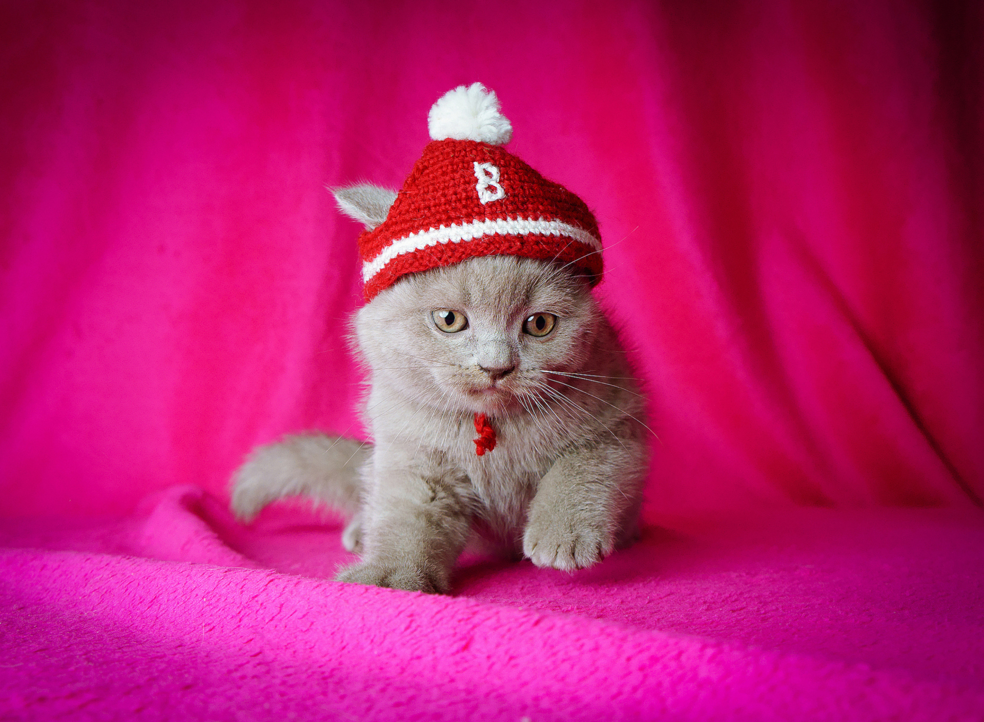 Обои Cute Grey Kitten In Little Red Hat 1920x1408