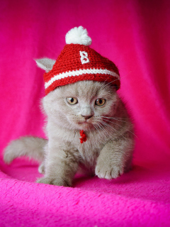 Cute Grey Kitten In Little Red Hat wallpaper 240x320