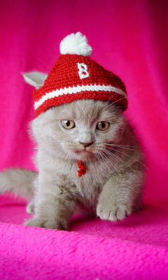 Das Cute Grey Kitten In Little Red Hat Wallpaper 240x400