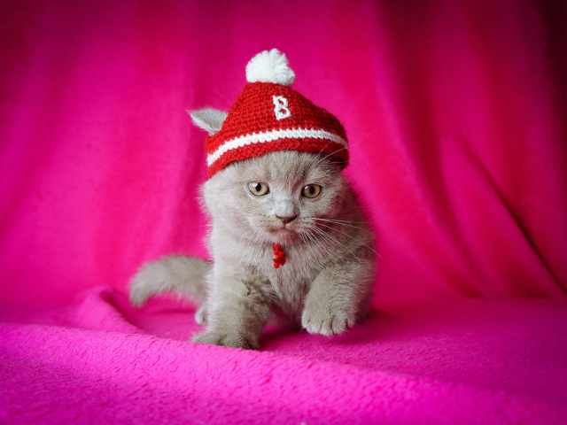 Fondo de pantalla Cute Grey Kitten In Little Red Hat 640x480